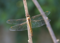 Pantala flavescens
