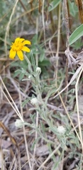 Eriophyllum lanatum integrifolium