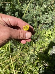 Kyhosia bolanderi