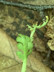 Botrychium spathulatum