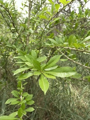 Crescentia linearifolia