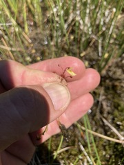 Utricularia subulata