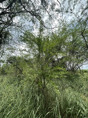 Crescentia linearifolia