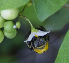 Xylocopa ocularis