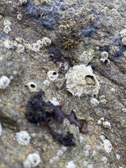 Semibalanus cariosus