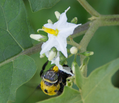 Xylocopa ocularis