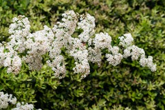 Pyracantha fortuneana