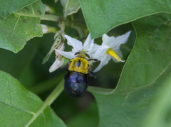 Xylocopa ocularis