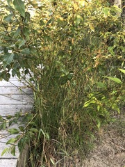 Juncus balticus littoralis