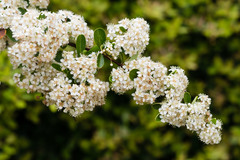 Pyracantha fortuneana