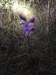 Calopogon