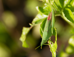 Atractomorpha