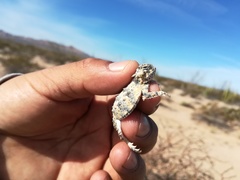 Phrynosoma goodei