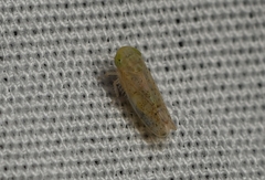 Aplanusiella