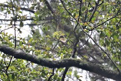 Coccothraustes abeillei