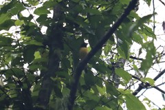 Coccothraustes abeillei