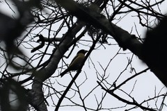 Coccothraustes abeillei
