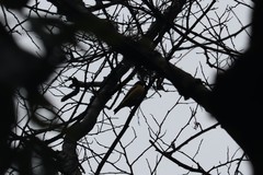 Coccothraustes abeillei