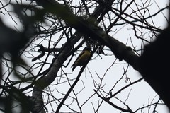 Coccothraustes abeillei