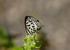 Castalius rosimon