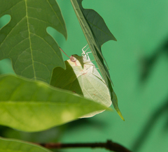 Catopsilia pomona