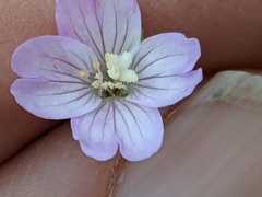 Epilobium montanum