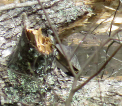 Graptemys sabinensis