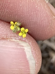 Draba albertina