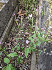 Epilobium montanum
