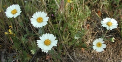 Layia glandulosa