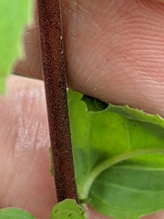 Epilobium montanum