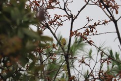 Piranga erythrocephala
