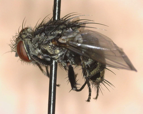 iNaturalist observation photo of Flesh Flies and Satellite Flies