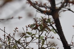 Piranga erythrocephala