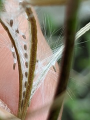 Epilobium montanum