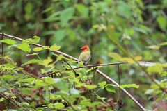Piranga erythrocephala