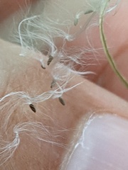 Epilobium montanum
