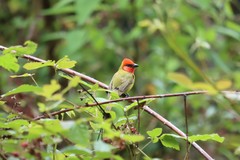 Piranga erythrocephala