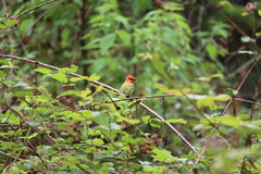 Piranga erythrocephala