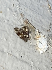 Olethreutes valdanum