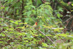 Piranga erythrocephala