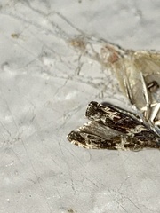 Olethreutes valdanum
