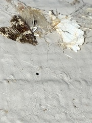 Olethreutes valdanum