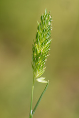 Phalaris caroliniana
