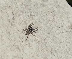 Menemerus semilimbatus