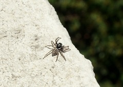 Menemerus semilimbatus