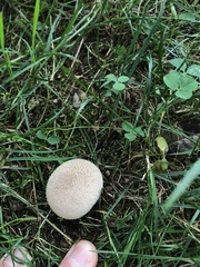 Lycoperdon marginatum