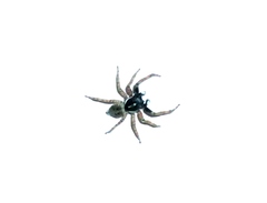 Menemerus semilimbatus
