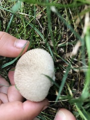 Lycoperdon marginatum
