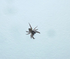 Menemerus semilimbatus